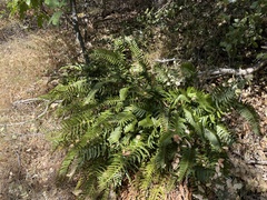Polystichum imbricans