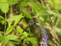 Sympetrum danae