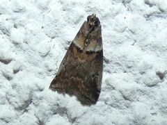 Acrobasis