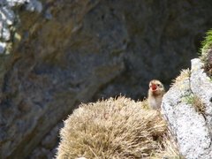 Sterna vittata bethunei