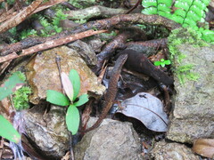 Saproscincus spectabilis