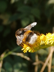 Bombus