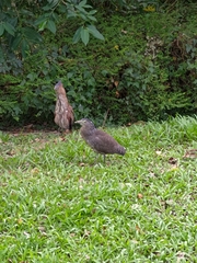 Gorsachius melanolophus