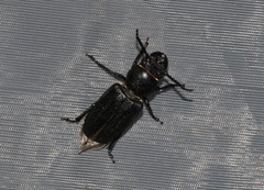 Spondylis buprestoides