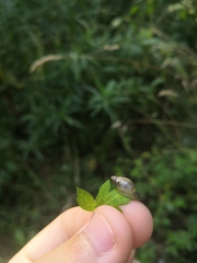 Succinea putris