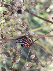 Graphosoma italicum