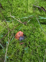 Fungi