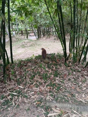 Gorsachius melanolophus