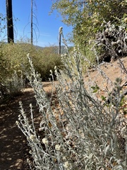 Pseudognaphalium beneolens