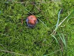 Fungi