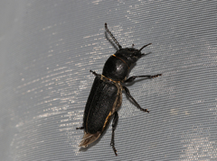 Spondylis buprestoides