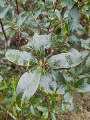 Pittosporum colensoi