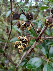 Pittosporum colensoi