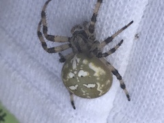 Araneus quadratus
