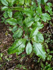 Coprosma tenuifolia