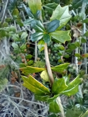 Berberis darwinii