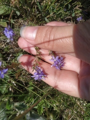 Veronica capsellicarpa