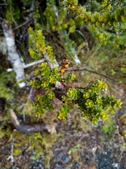 Olearia nummulariifolia