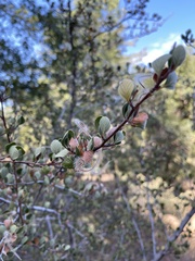 Cercocarpus betuloides