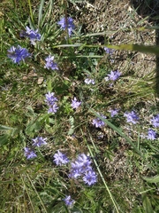 Veronica capsellicarpa