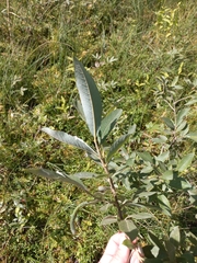 Salix cinerea