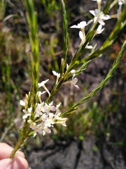 Struthiola ciliata