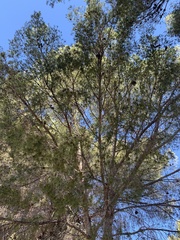 Pinus halepensis