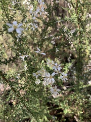 Olearia microphylla