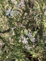 Olearia microphylla