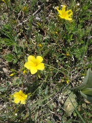 Linum tauricum