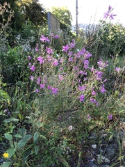 Chamaenerion dodonaei