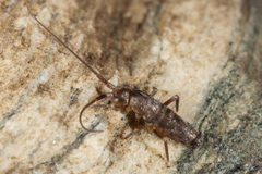 Pogonognathellus longicornis