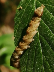 Thyatira batis