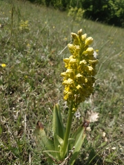 Orchis punctulata