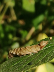 Thyatira batis