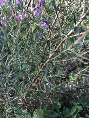 Chamaenerion dodonaei