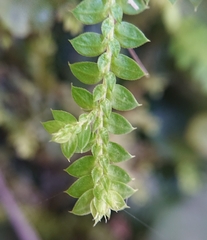 Selaginella denticulata