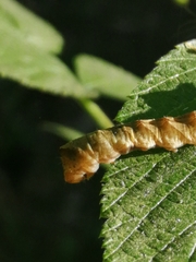Thyatira batis