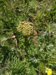 Filipendula vulgaris