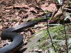 Pseudechis porphyriacus