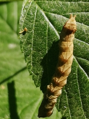 Thyatira batis