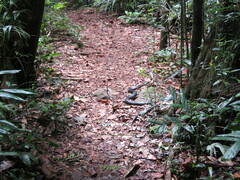 Pseudechis porphyriacus