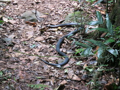 Pseudechis porphyriacus