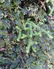Selaginella denticulata