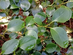 Griselinia littoralis