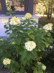Hydrangea macrophylla