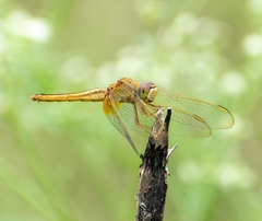 Crocothemis servilia