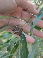 Rabdophaga rosaria