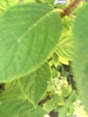 Hydrangea macrophylla