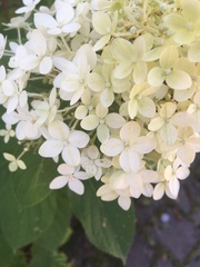 Hydrangea macrophylla